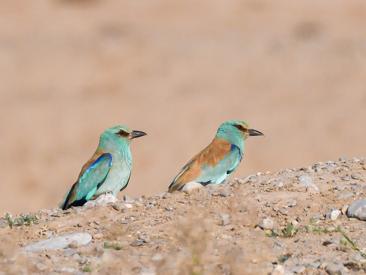 European Roller - ML563867141