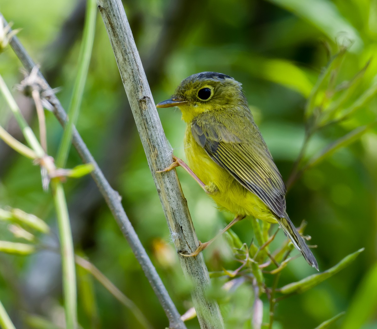 Alström's Warbler - ML563870911