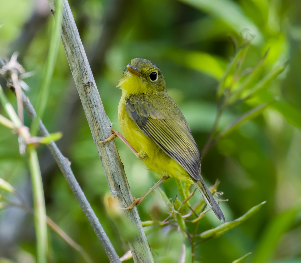 Alström's Warbler - ML563870921