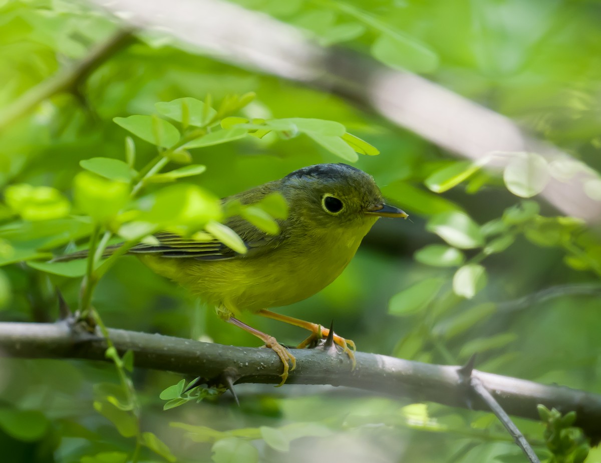 Alström's Warbler - ML563870931