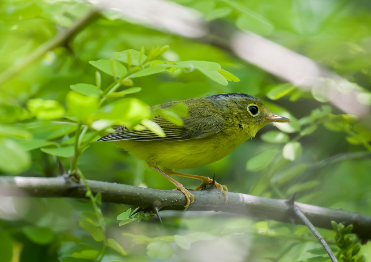 Alström's Warbler - ML563870941