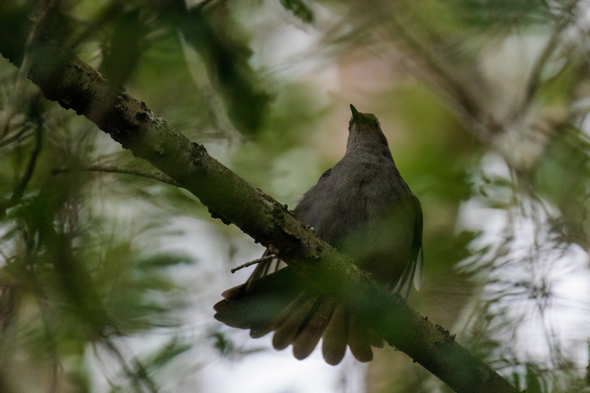 Gray Catbird - ML563871591