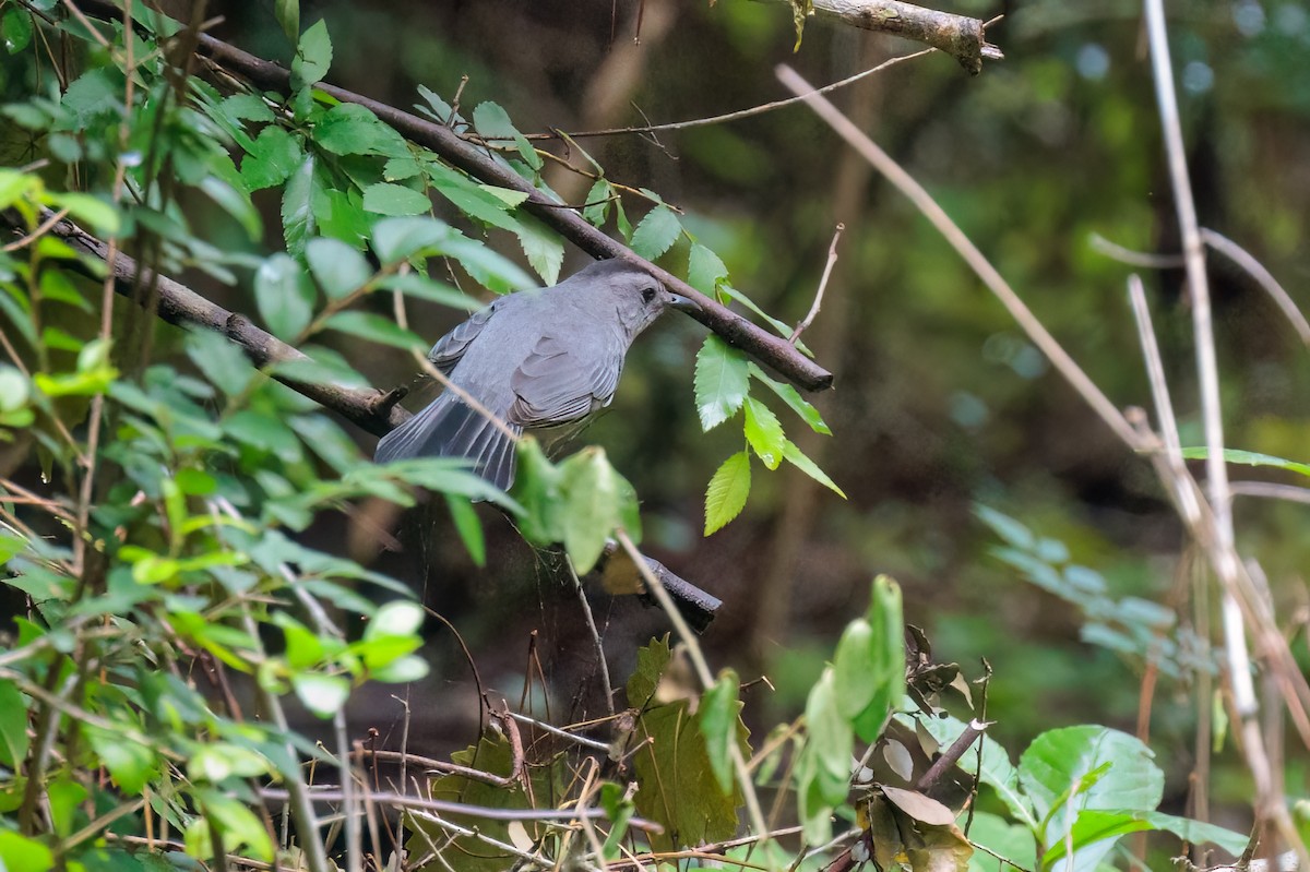 Gray Catbird - ML563872711