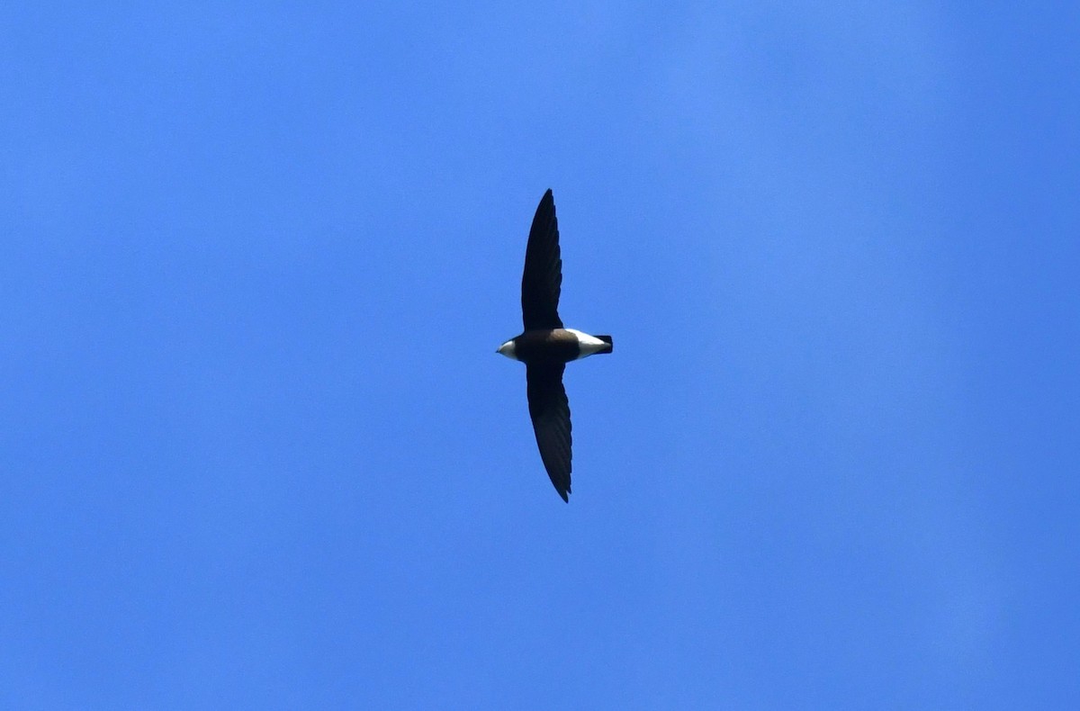 White-throated Needletail - ML563874431