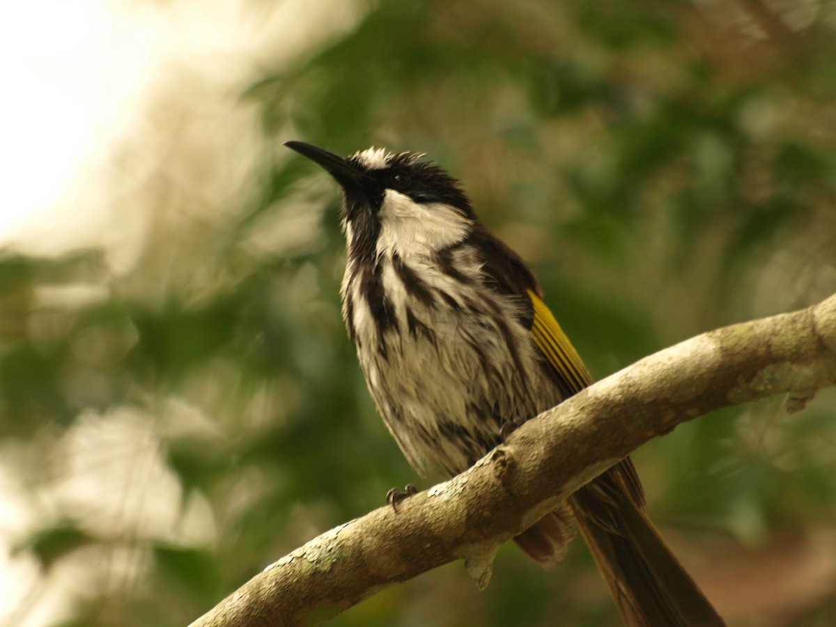 White-cheeked Honeyeater - David  Mules