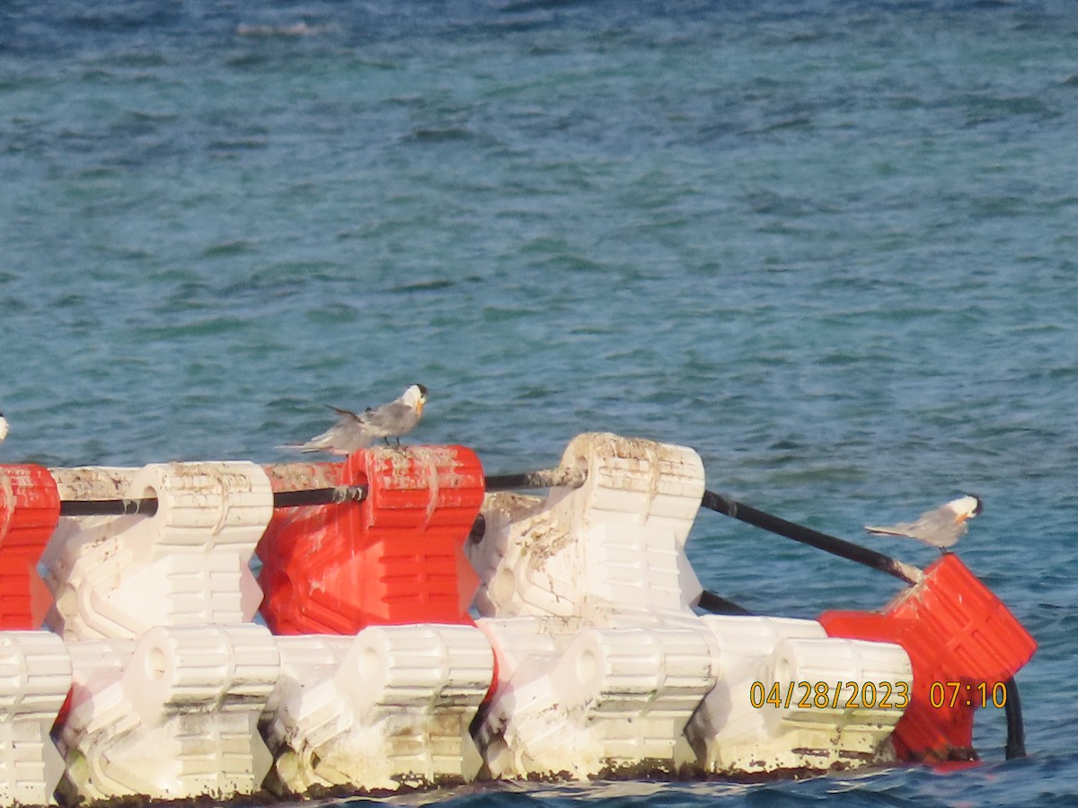 Lesser Crested Tern - Ute Langner