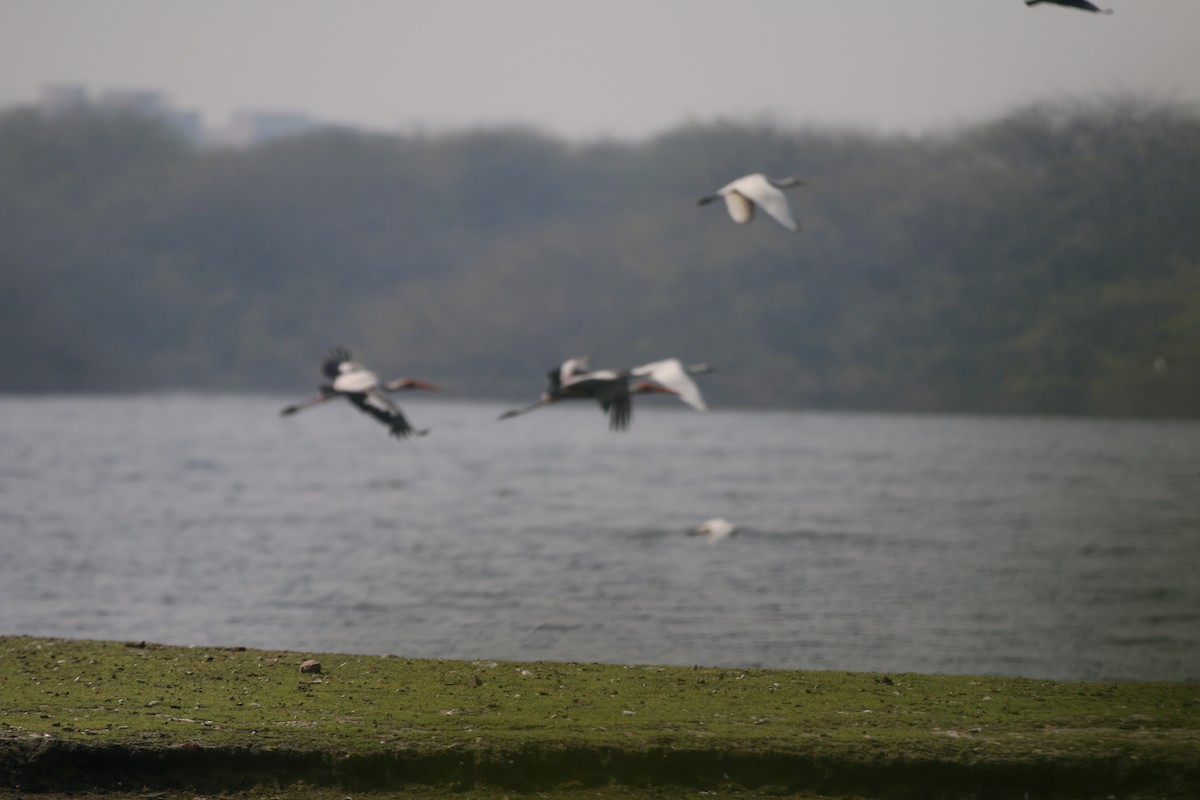 Painted Stork - ML563876971