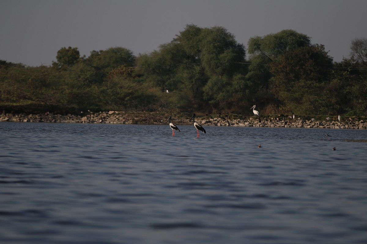 Black-necked Stork - Uday Gupta