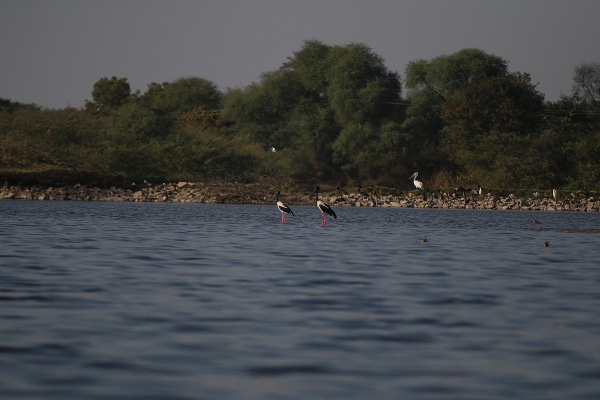 Black-necked Stork - ML563877761