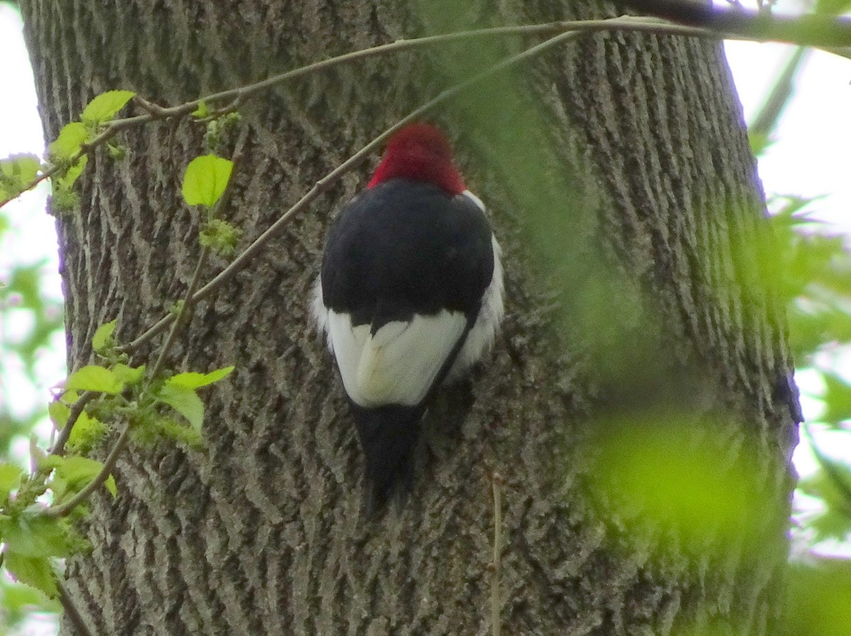 Red-headed Woodpecker - ML56387791