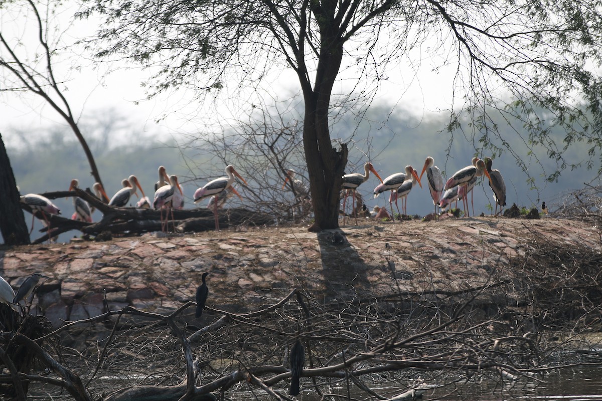 Painted Stork - ML563878411