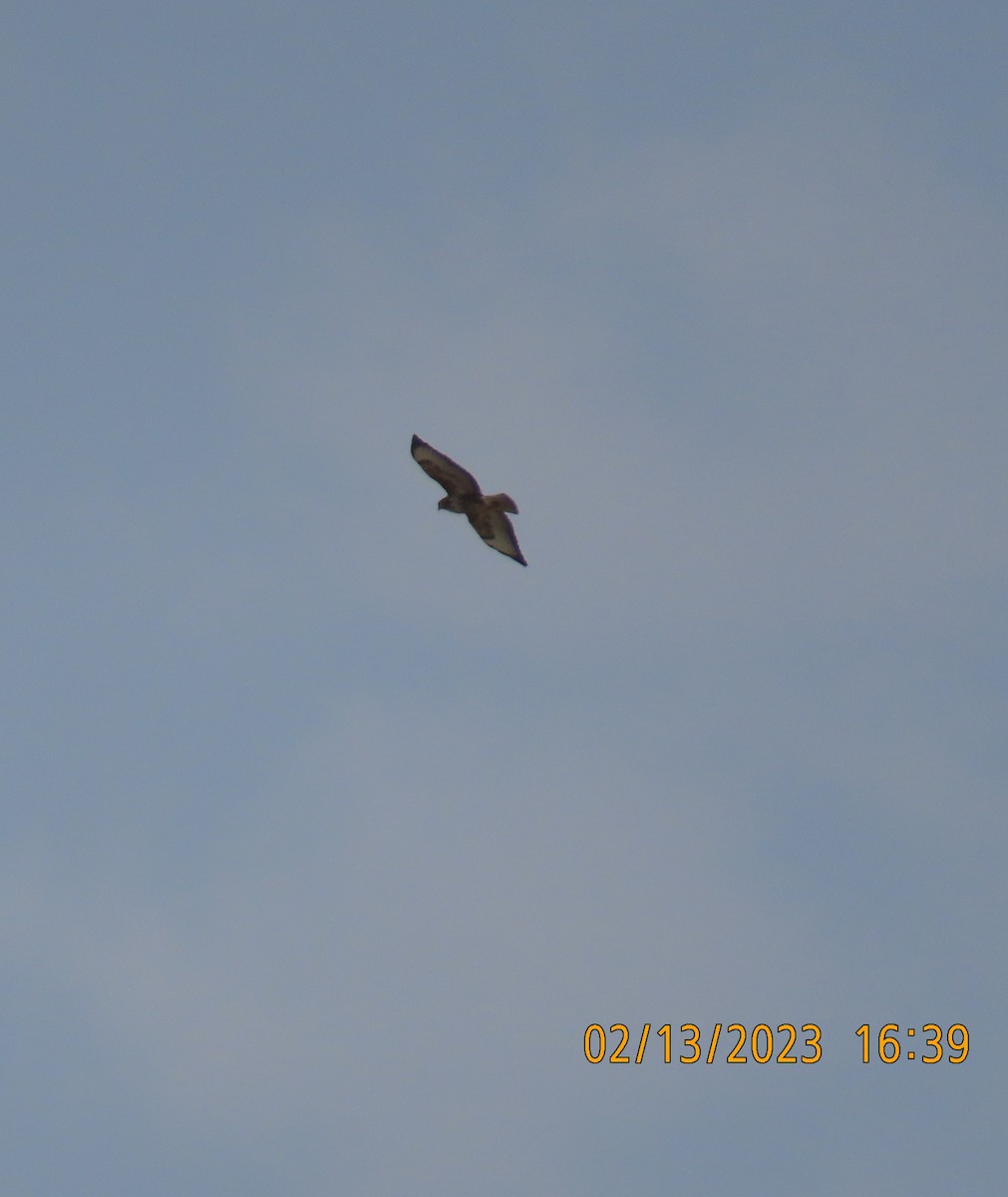 Common Buzzard (Steppe) - ML563879491