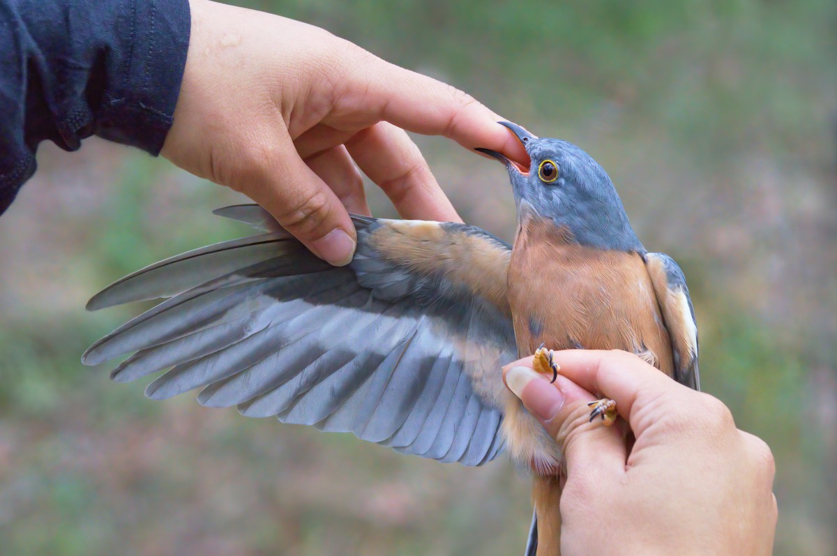 Fan-tailed Cuckoo - ML563879761