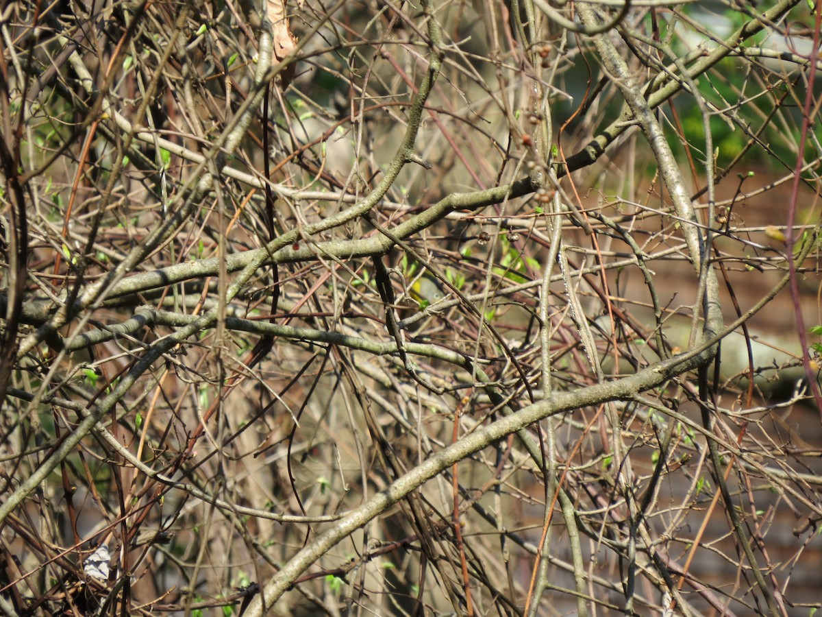 Paruline à joues grises - ML56388041