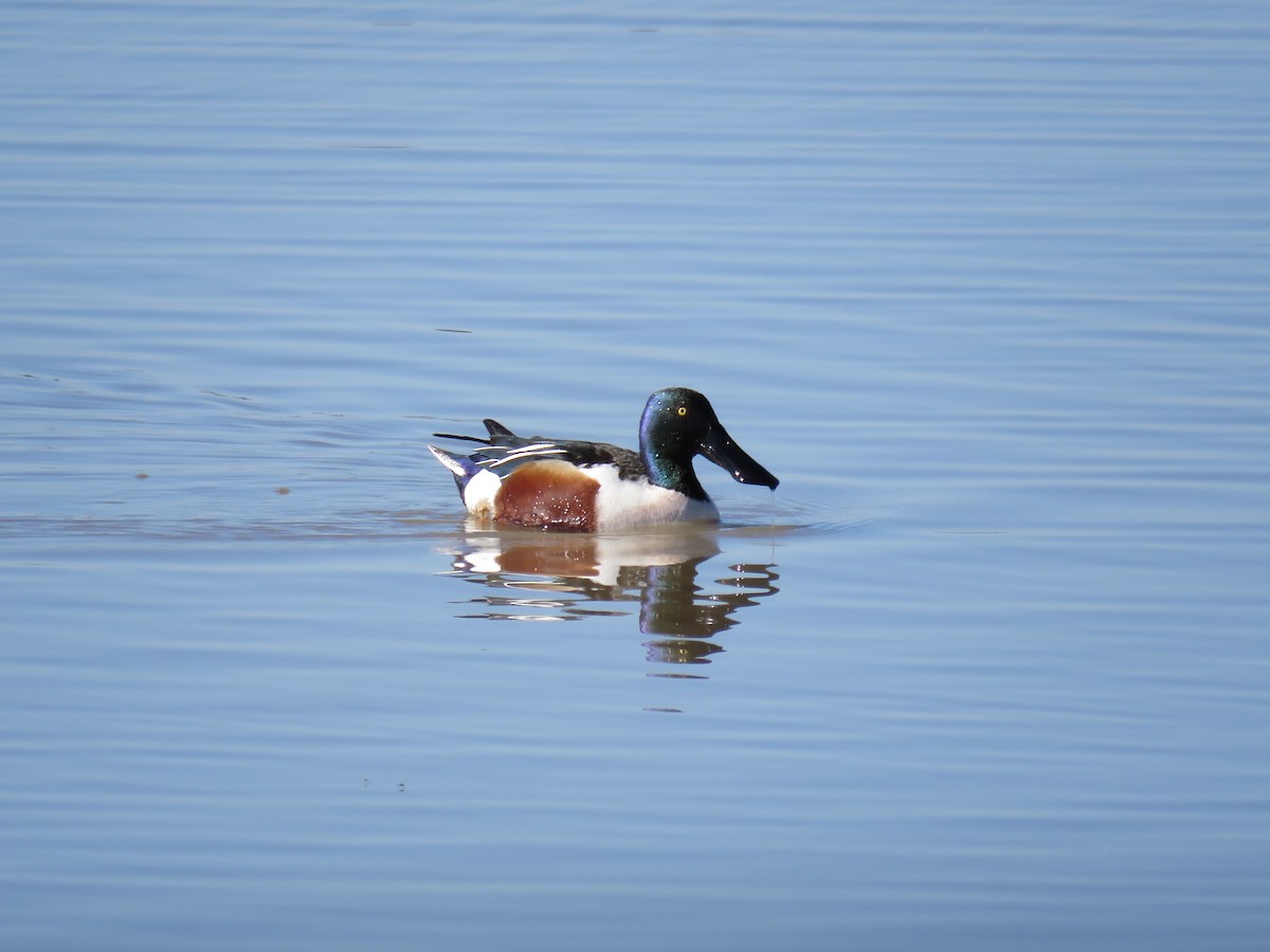 Northern Shoveler - Kai Ruske