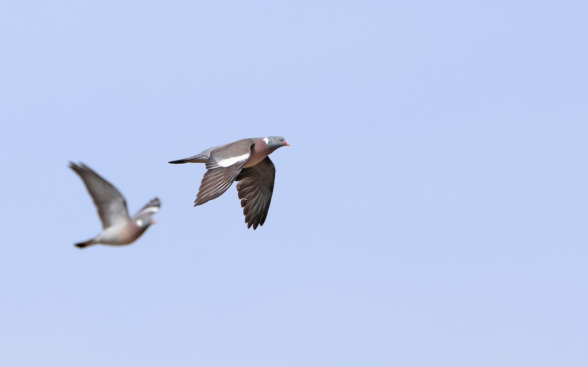 Common Wood-Pigeon (White-necked) - ML563881211