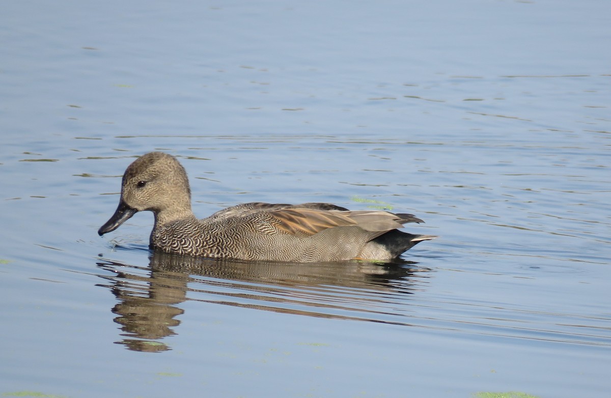 Gadwall - ML563881741