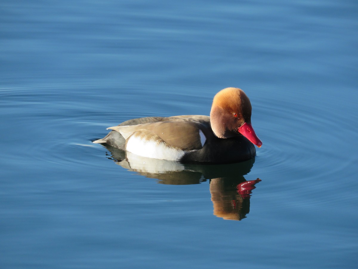 Red-crested Pochard - ML563882081