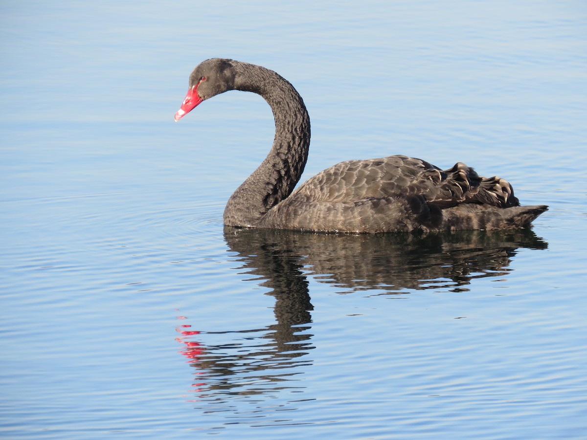 Cisne Negro - ML563882171