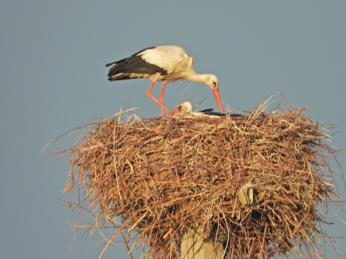 White Stork - Mohsen Dehghan