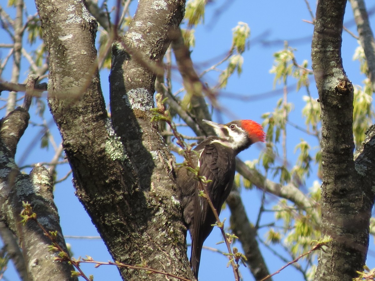 Pileated Woodpecker - ML56388501