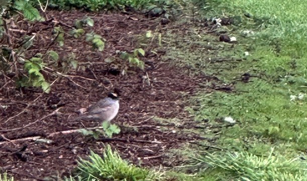 Golden-crowned Sparrow - ML563885441