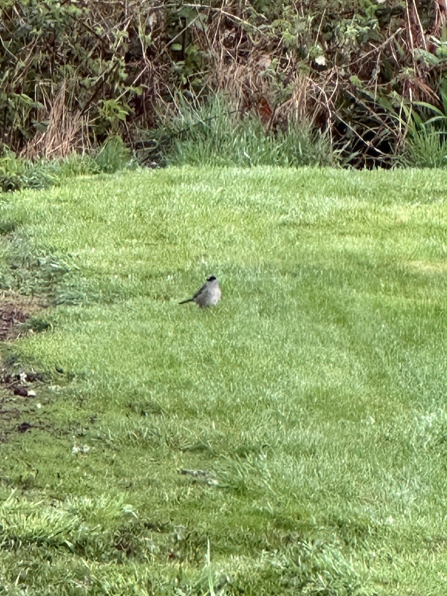 Golden-crowned Sparrow - ML563885451