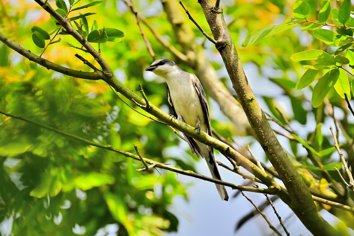 Ashy Minivet - Weber Tsai