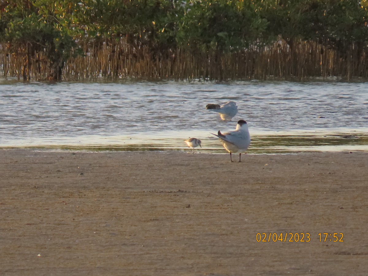 Little Stint - ML563885681