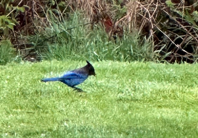 Steller's Jay - ML563885731