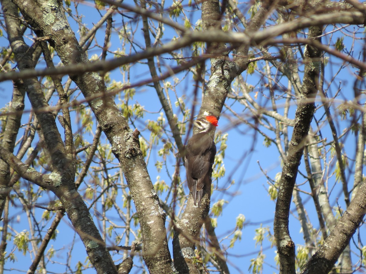 Pileated Woodpecker - ML56388581