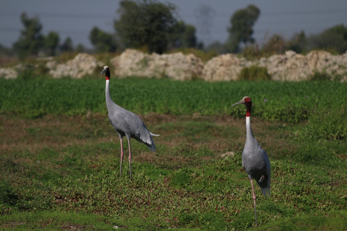 Sarus Crane - ML563886851