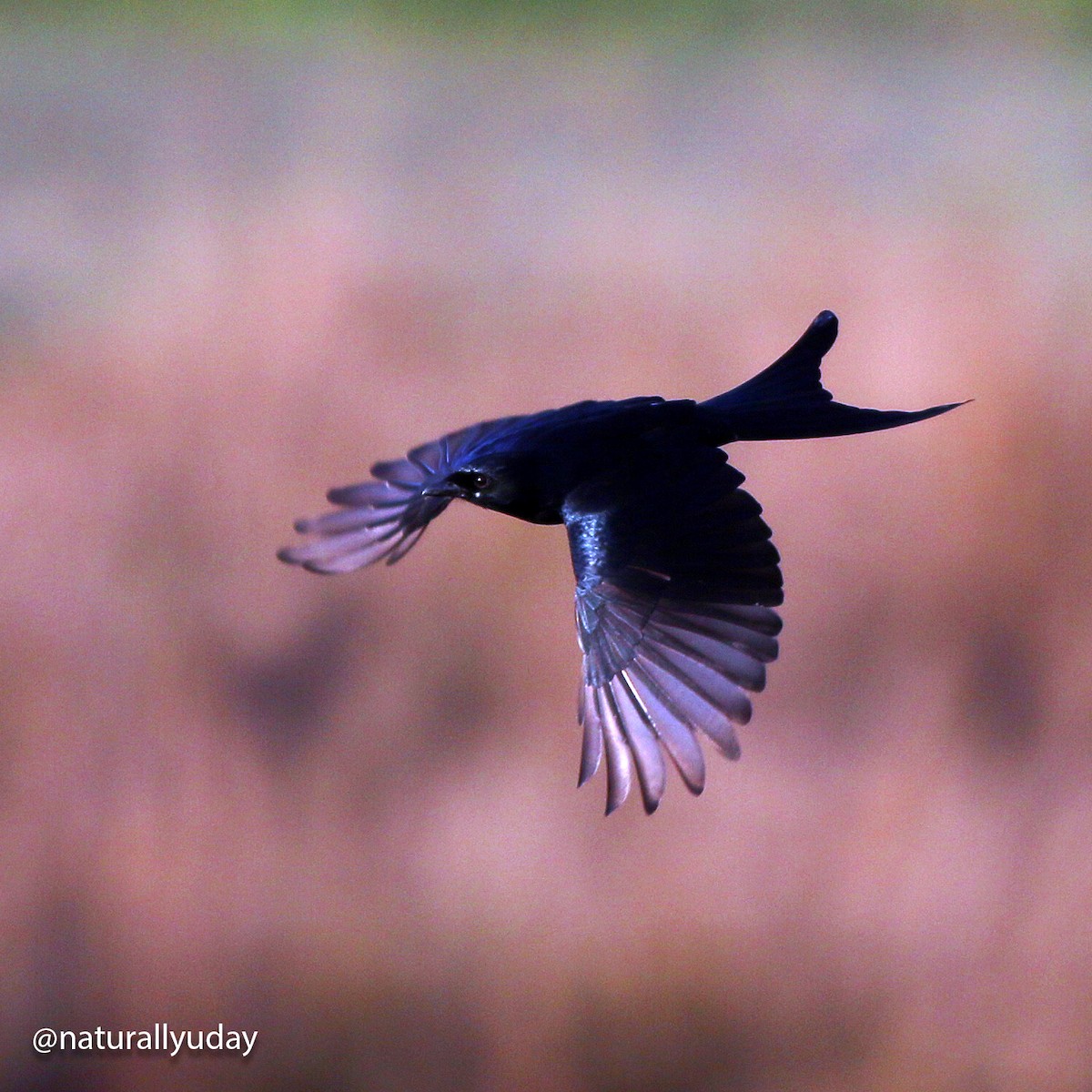 Black Drongo - ML563886871