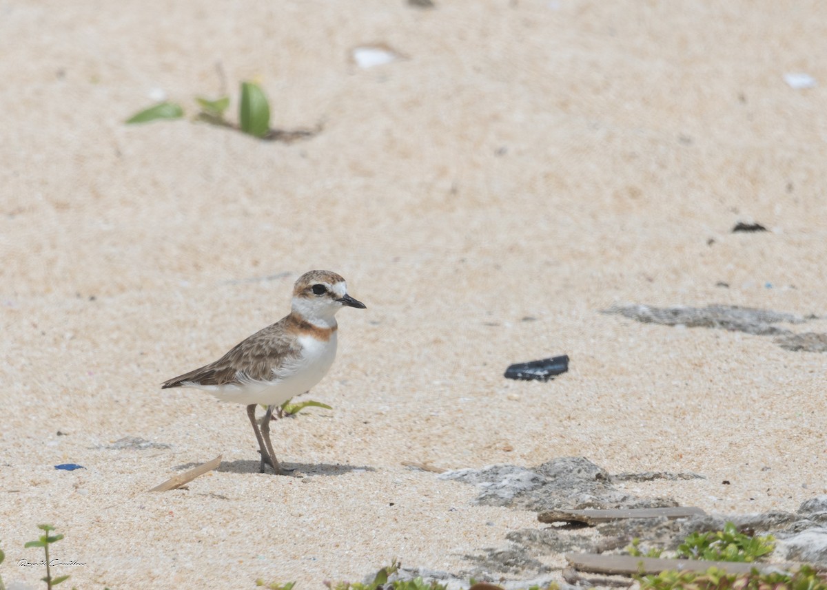 Malaysian Plover - ML563887091