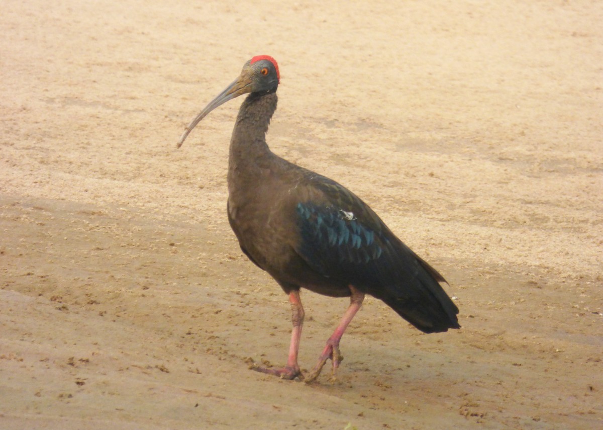 ibis bradavičnatý - ML563887331