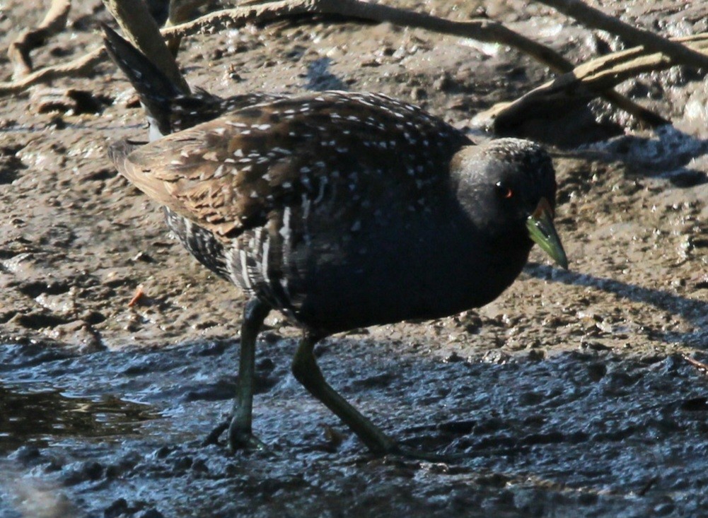 Australian Crake - ML563887381