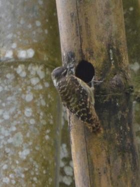 Sulawesi Pygmy Woodpecker - Jos Simons