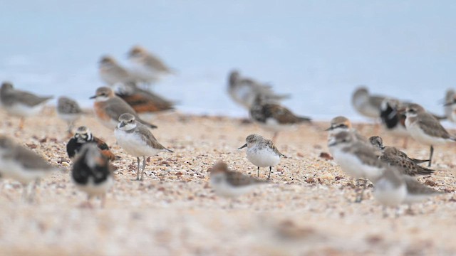 Spoon-billed Sandpiper - ML563889351