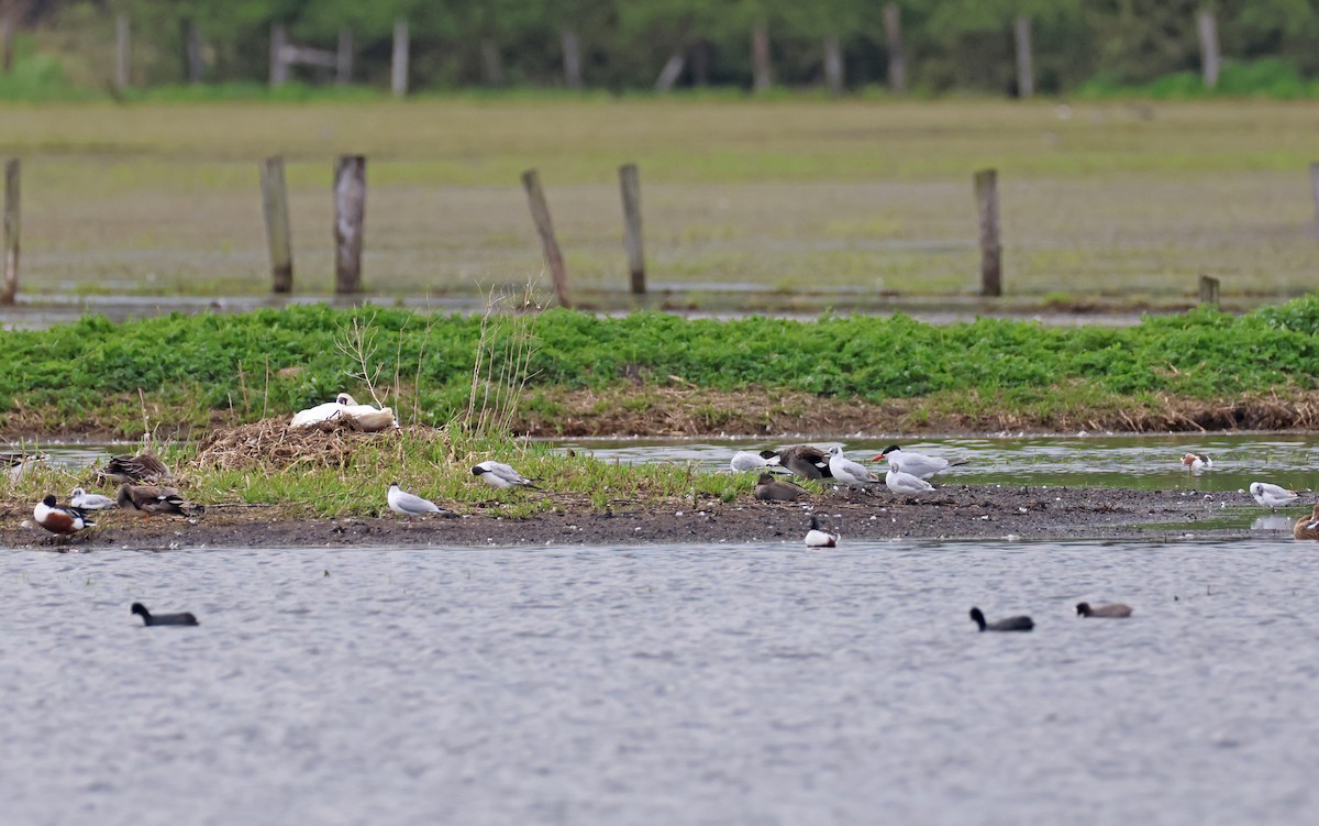 Caspian Tern - ML563889781