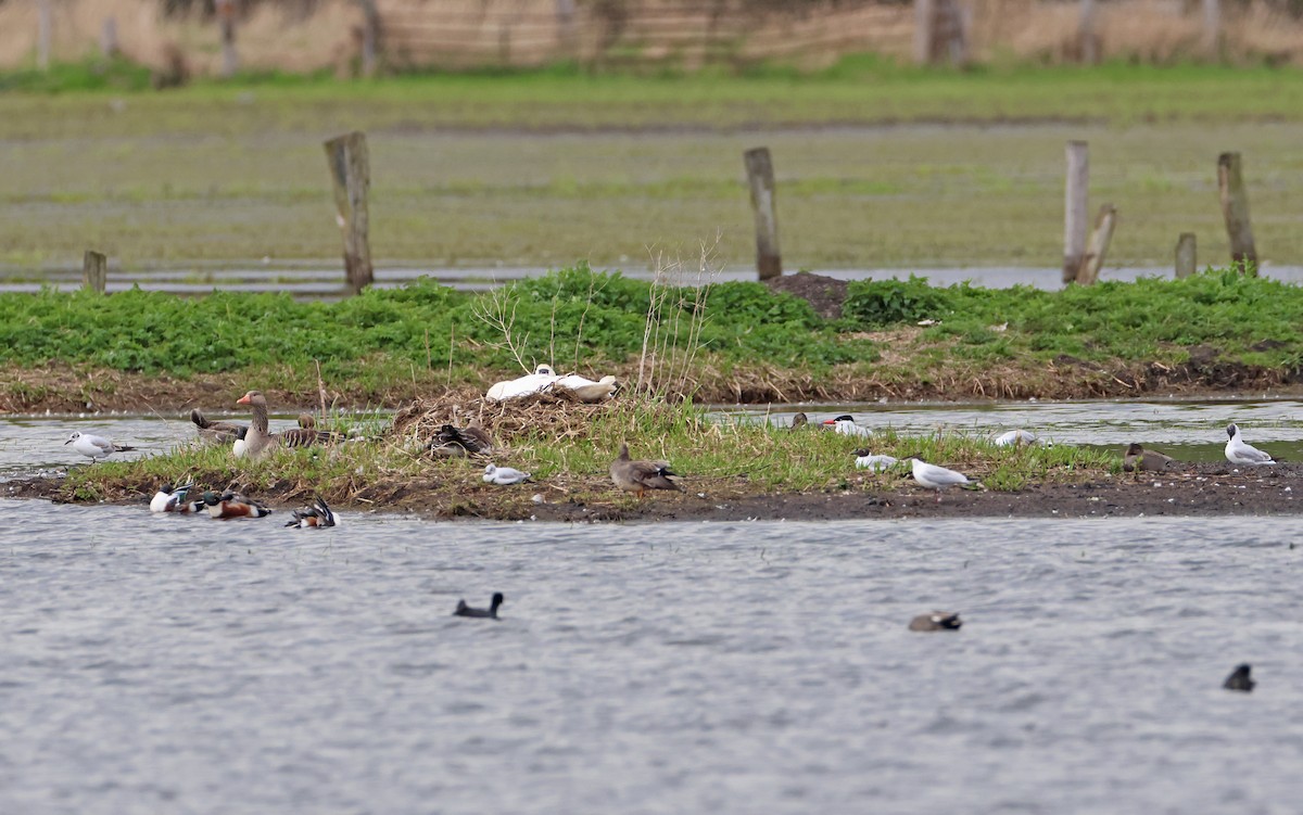 Caspian Tern - ML563889791