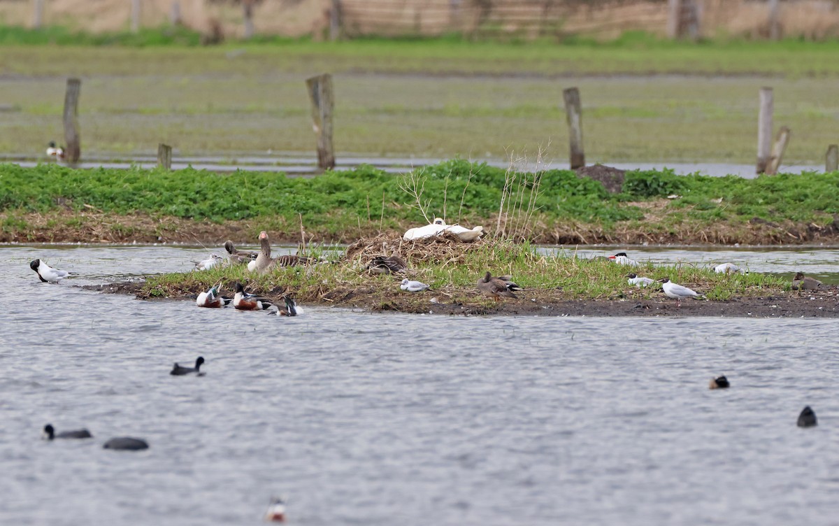 Caspian Tern - ML563889801