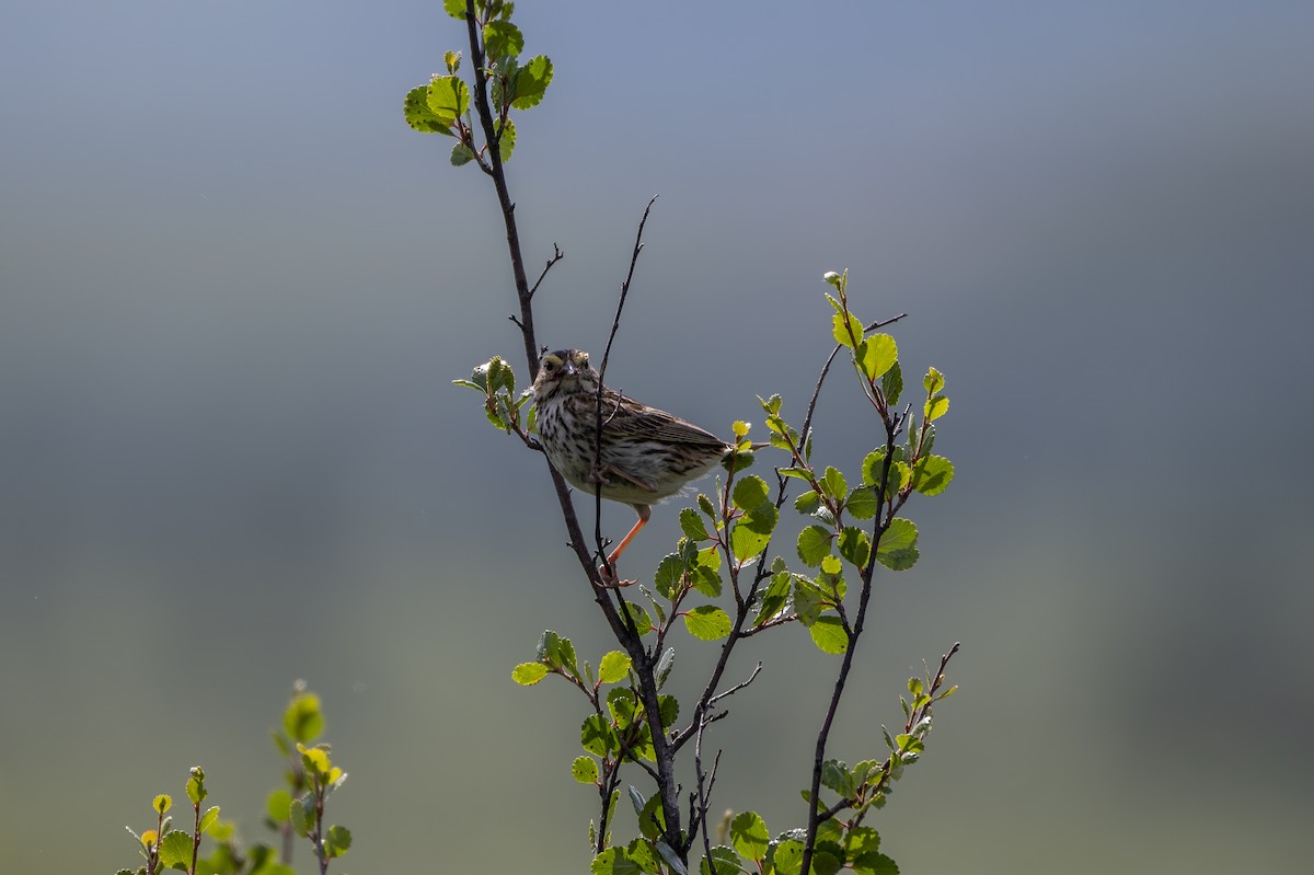 Savannah Sparrow - ML563890041