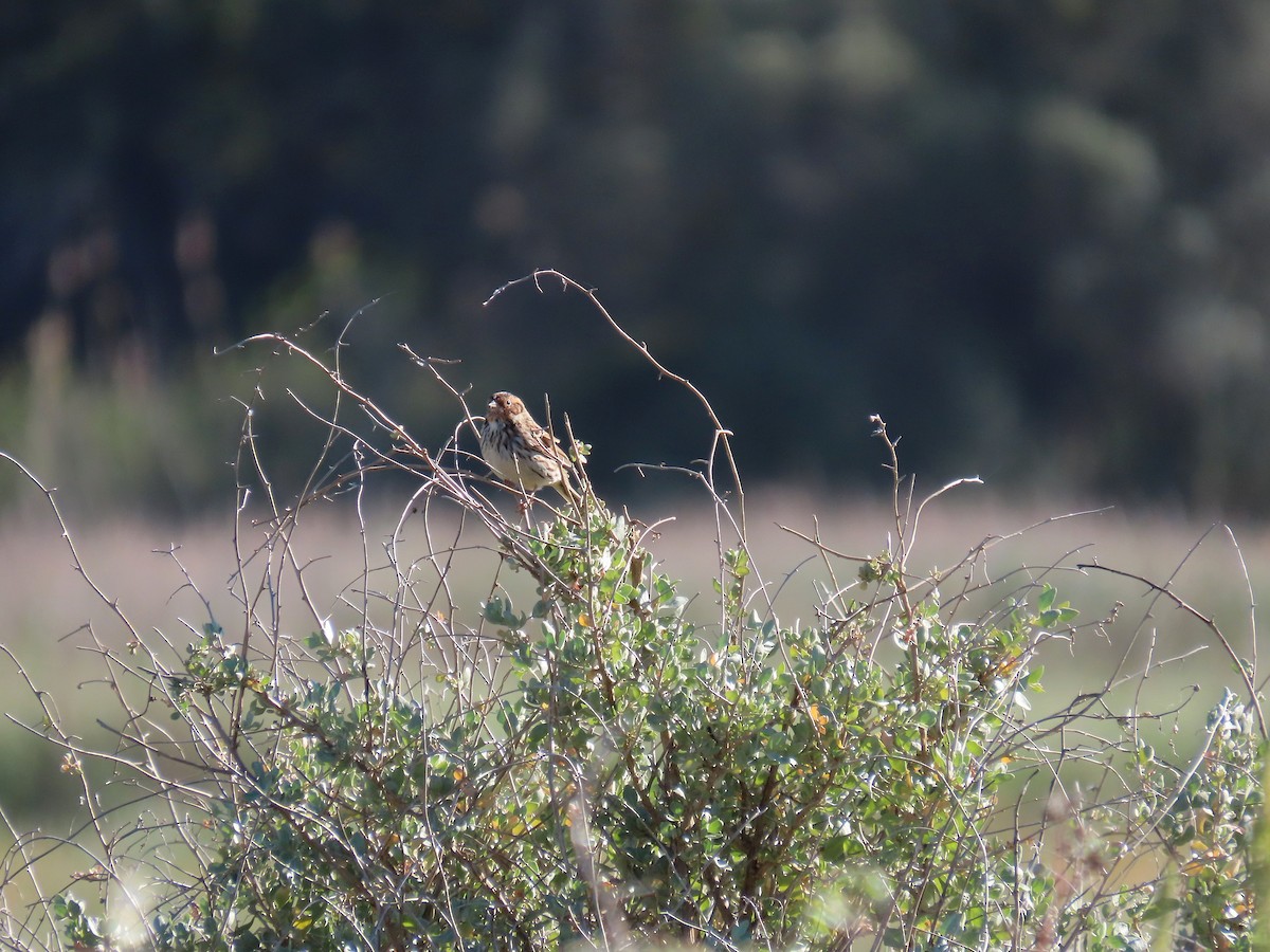 Little Bunting - ML563891361