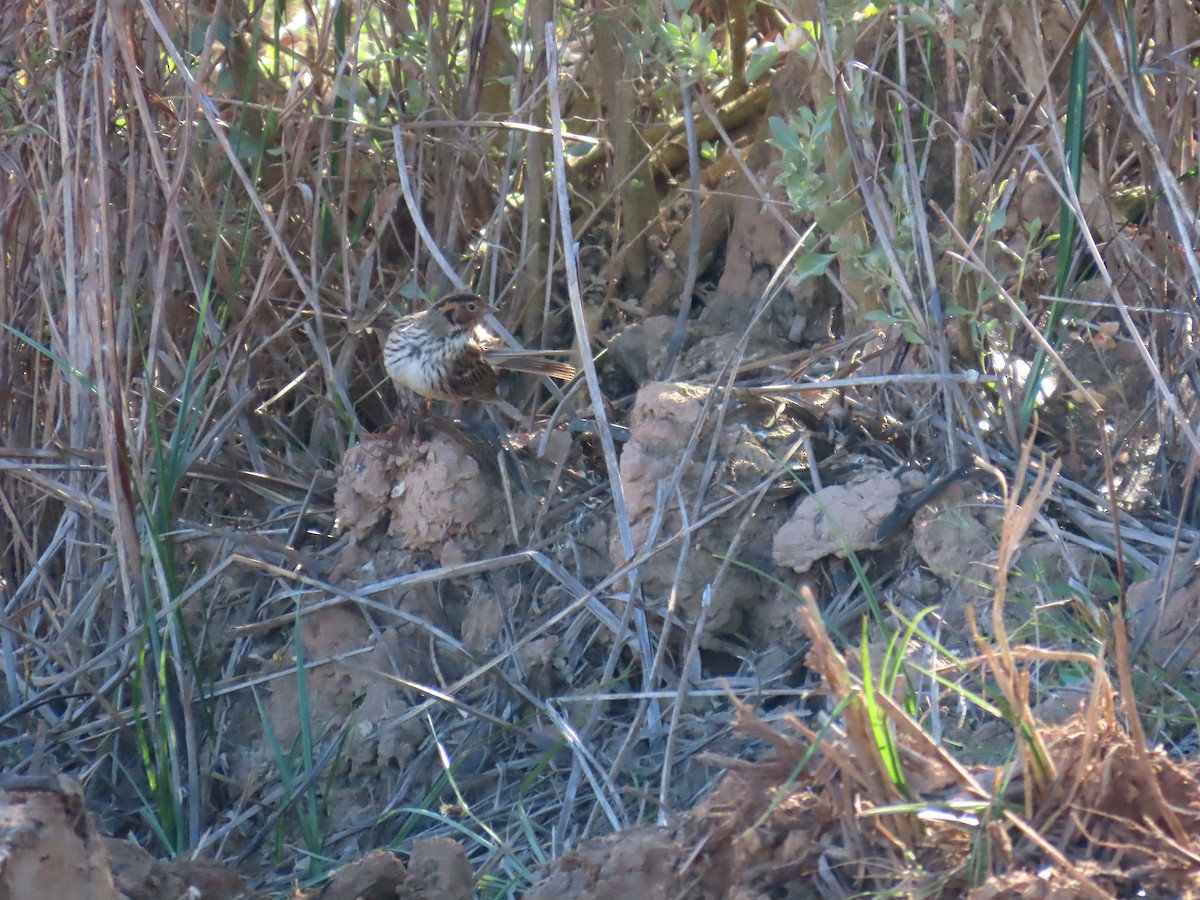 Little Bunting - ML563891371