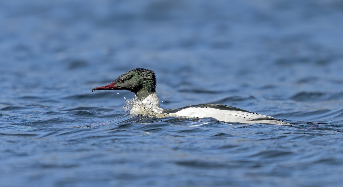 Common Merganser (Eurasian) - ML563891961