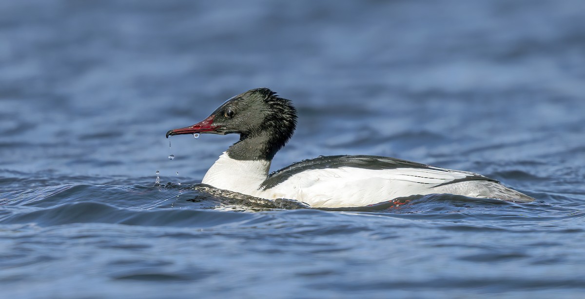 Common Merganser (Eurasian) - ML563891971
