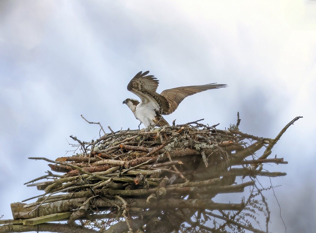 Osprey (Eurasian) - ML563891981
