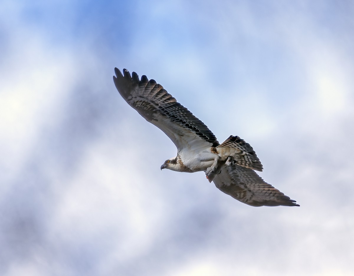 Osprey (Eurasian) - ML563891991