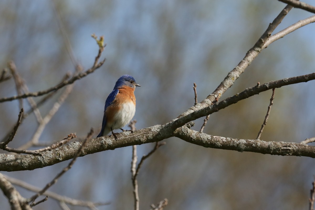 Eastern Bluebird - ML563892011