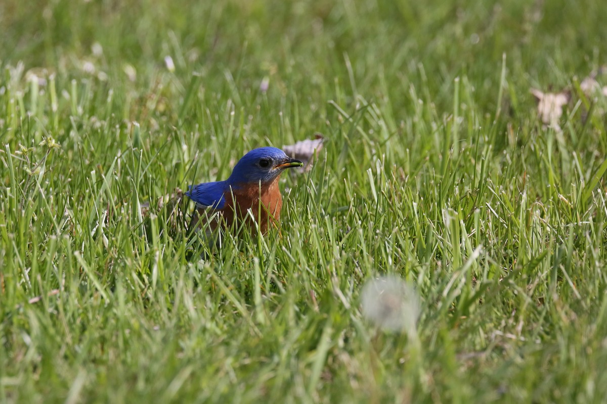 Eastern Bluebird - ML563892031